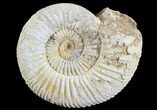 Perisphinctes Ammonite - Jurassic #68188-1